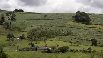 Yarula
