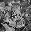 Tête de mort et cadavre en uniforme dans un abri antiaérien, 1946.