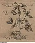 Illustration extraite de Georgica Curiosa Aucta (1695) de Wolf Helmhardt von Hohberg&nbsp;(de).