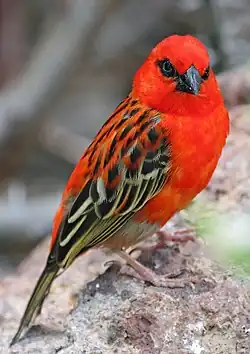 ♂