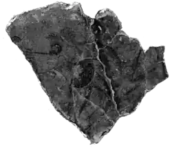 Un fragment.