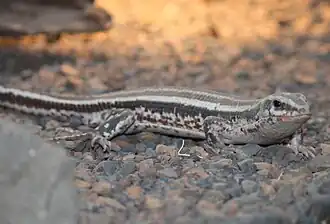 Description de l'image Four-lined Plated Lizard 087.jpg.