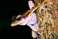 Rhacophoridae Polypedates leucomystax