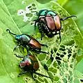 Quatre imagos sur une feuille, dont deux qui s’accouplent.