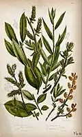 Quatre tiges de plantes avec leurs chatons, toutes provenant de types de saules (espèces de Salix). Chromolithographie par W. Dickes et co., Anne Pratt, 1855.