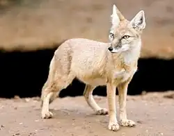 Renard corsac