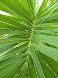Feuille