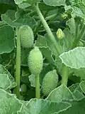 Les fruits du Ecballium elaterium sont de véritables bombes végétales.