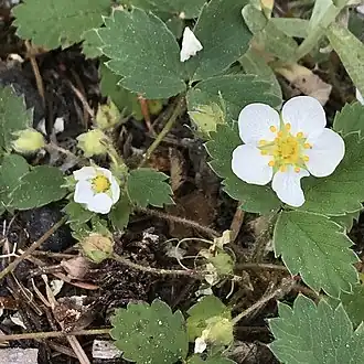 Description de l'image Fragaria cascadensis.jpg.