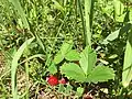 Fraises