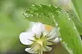 Fragaria virginiana, Saint-Prosper-de-Champlain, Québec, Canada