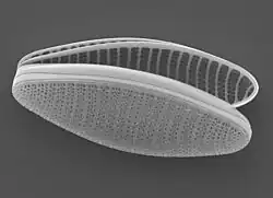 Diatomée pennale arraphée (Fragilariopsis kerguelensis)