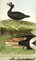 Illustration de François-Nicolas Martinet, 1796.