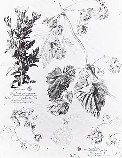 Étude de plantes, 1916 (Mine de plomb ; 29,2&nbsp;×&nbsp;22,8&nbsp;cm), Liège, Musée de La Boverie