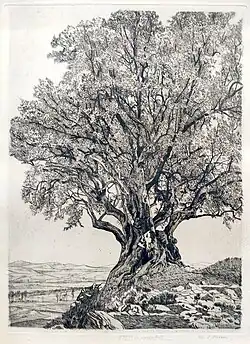 L'olivier, 28-05-1903 (Eau-forte ; Inv. Kunel num. 46 (Italie) ; 39,7&nbsp;×&nbsp;29,5&nbsp;cm), Collection privée