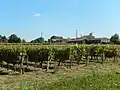 Des vignes à côté du lieu-dit Chez Fouché.