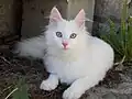 Angora turc blanc aux yeux ors.