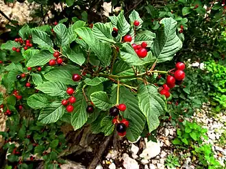 Fruits de Bourdaine.