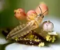 Frankliniella occidentalis