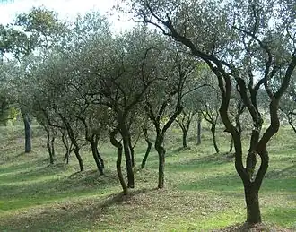 Image illustrative de l’article Huile d'olive de Provence AOC