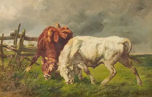 Lutte de taureaux.