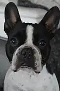 Bouledogue français.