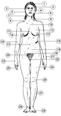 Vues descriptives ou internes