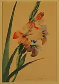 Gladiolas, sans date