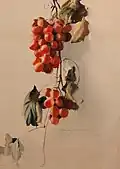 Grapes, sans date