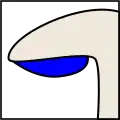 libressans attache