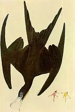 Frégate superbeFregata magnificens.