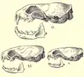 Crânes d'une belette à longue queue (en haut), d'une hermine d'Amérique (en bas gauche), et d’une petite belette (bas droite), illustrés dans Merriam's Synopsis of the Weasels of North America