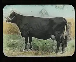 photo d'une vache à robe noire et mamelle développée.