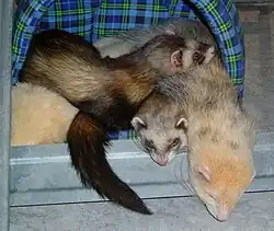 Furet (Mustela putorius furo).