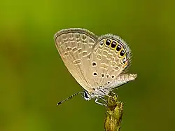 Freyeria putli