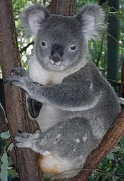 Koala mâle au scrotum proéminent dans la fourche d'un eucalyptus