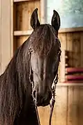 Tête d'un cheval noir vu de face