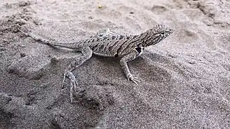 Description de l'image Fringe-toed Sand Lizard imported from iNaturalist photo 28265310 on 20 April 2022.jpg.