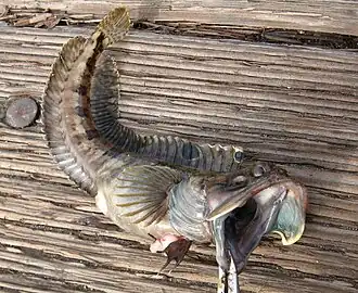 Description de l'image Fringehead.jpg.