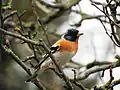 Fringilla montifringilla mâle.