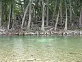 Des cyprès, le long de la rivière.