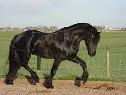 Vue d'un cheval noir de profil.