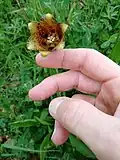 Face interne de la fleur.