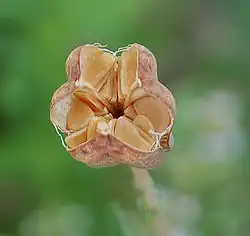 Fruit mature.
