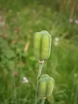 Capsules fructifères.