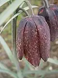 Fleur (face externe).