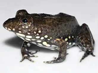 Description de l'image Frog Aubria masako 2.jpg.
