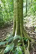 Ceiba pentandra, le fromager.