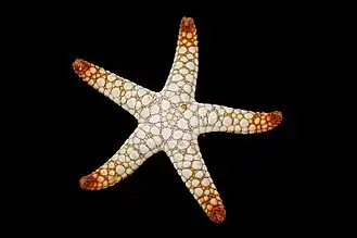 Fromia elegans.
