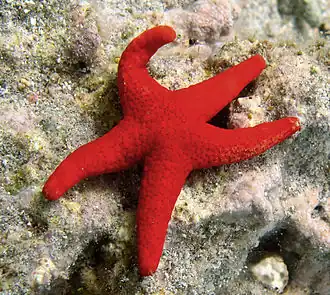 Fromia milleporella.